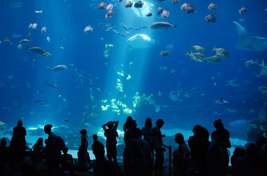 Shedd Aquarium