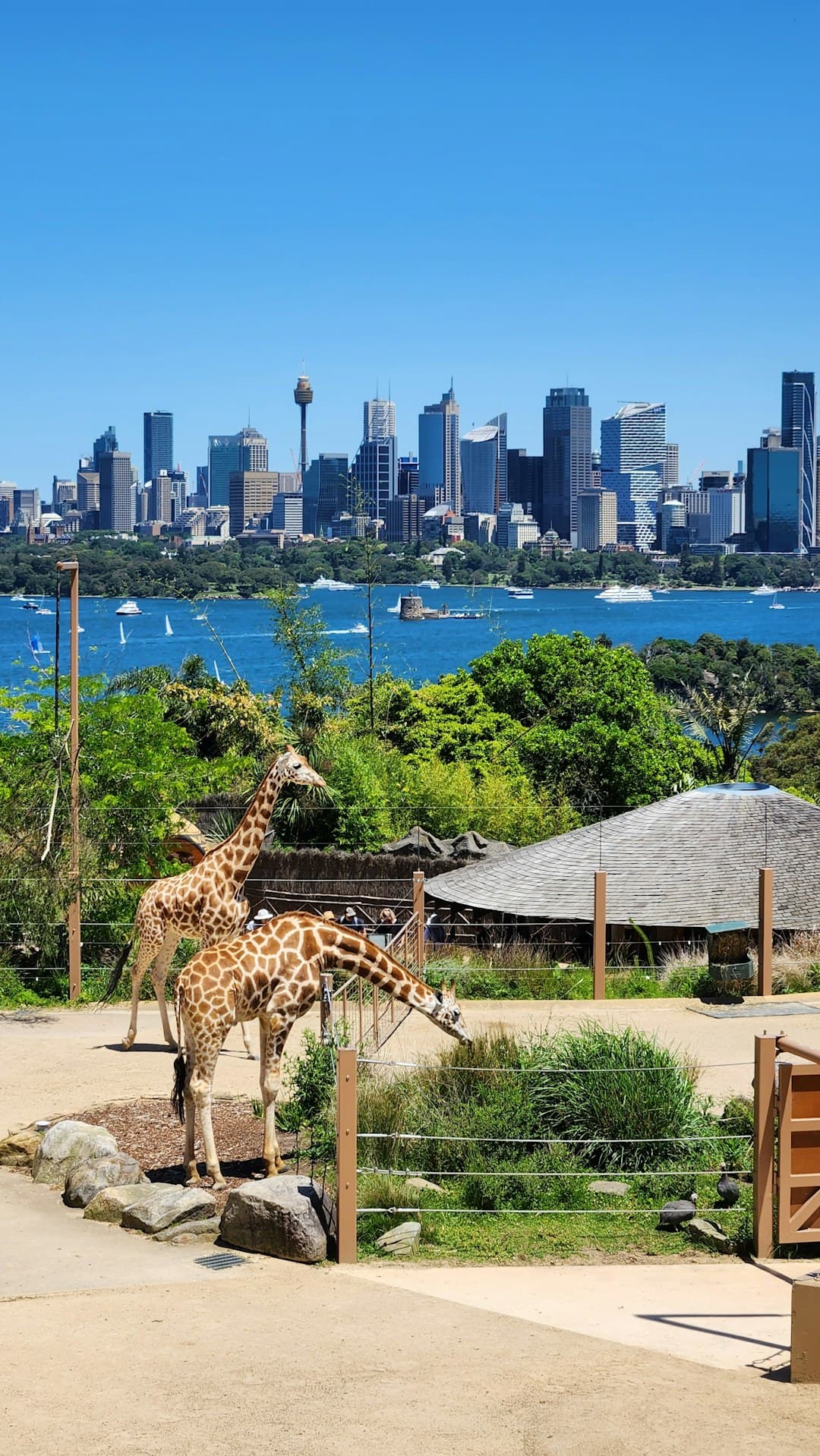 Taronga Zoo Sydney